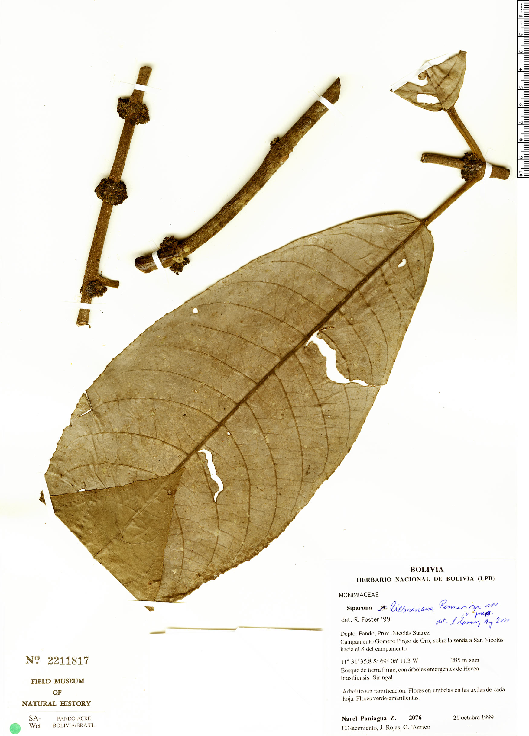 Siparuna sessiliflora image