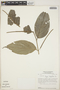 Piper hispidum image