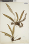 Struthiopteris spicant image