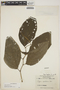 Piper hispidum image