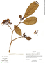 Tabernaemontana arborea image