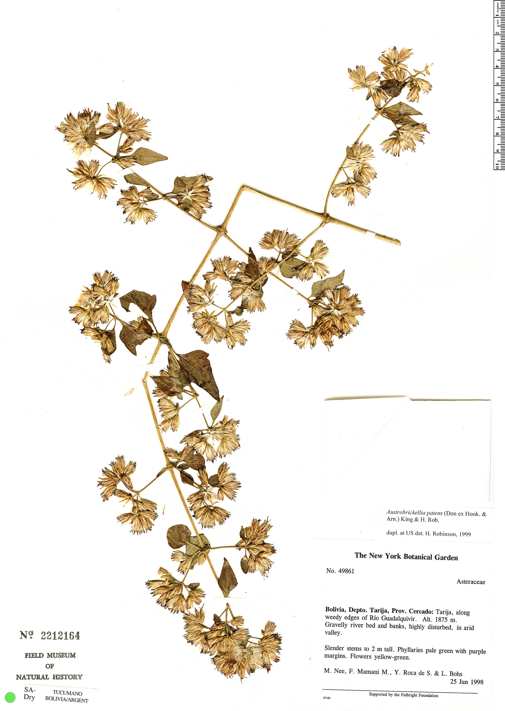 Austrobrickellia patens image