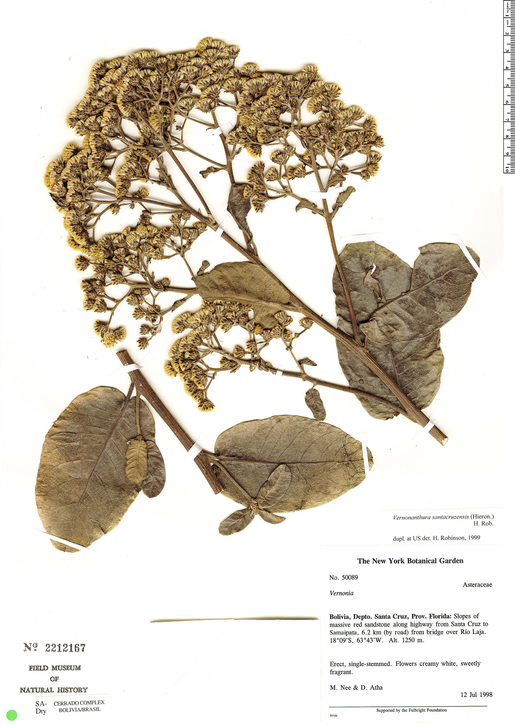 Vernonanthura santacruzensis image