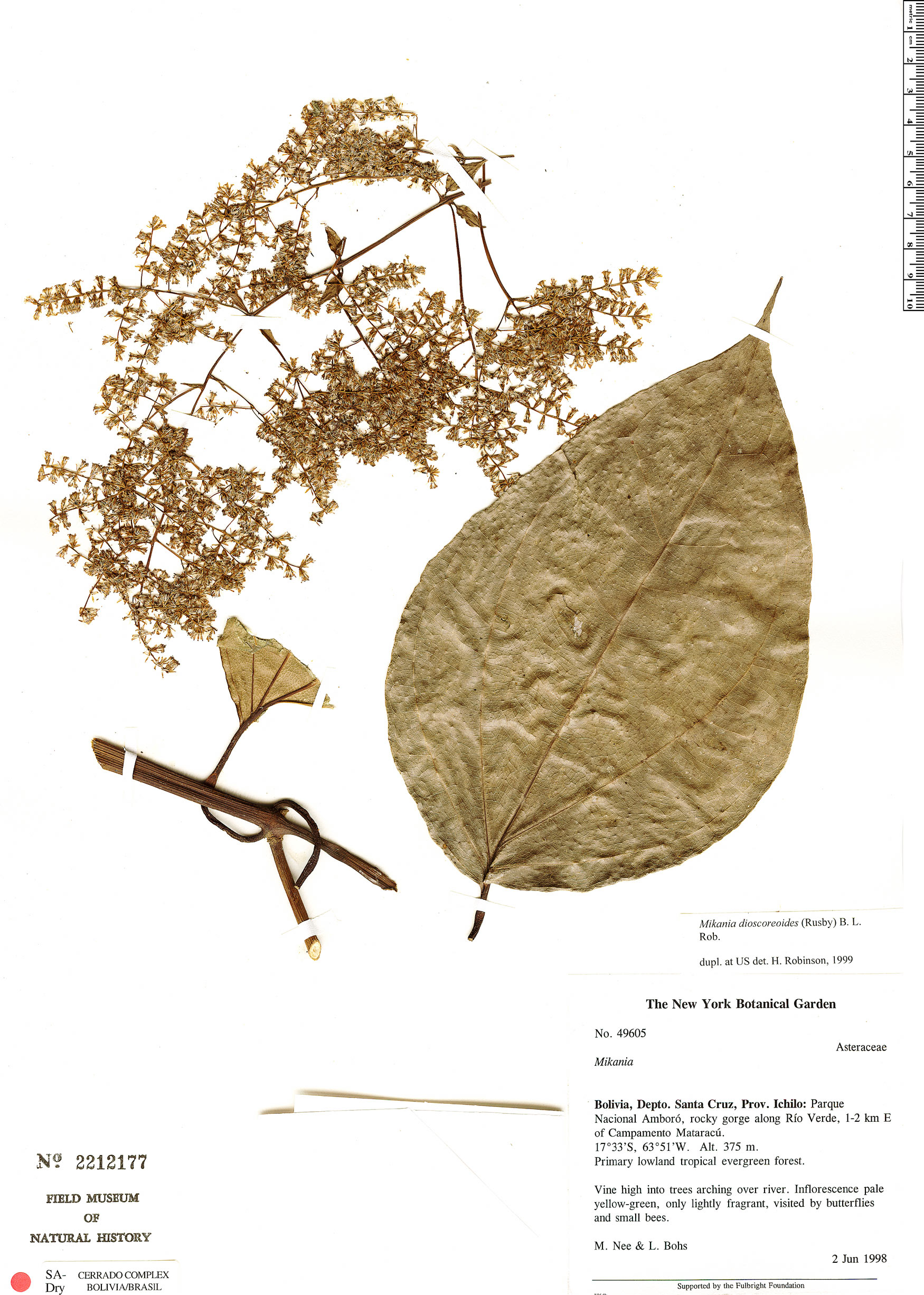 Mikania dioscoreoides image