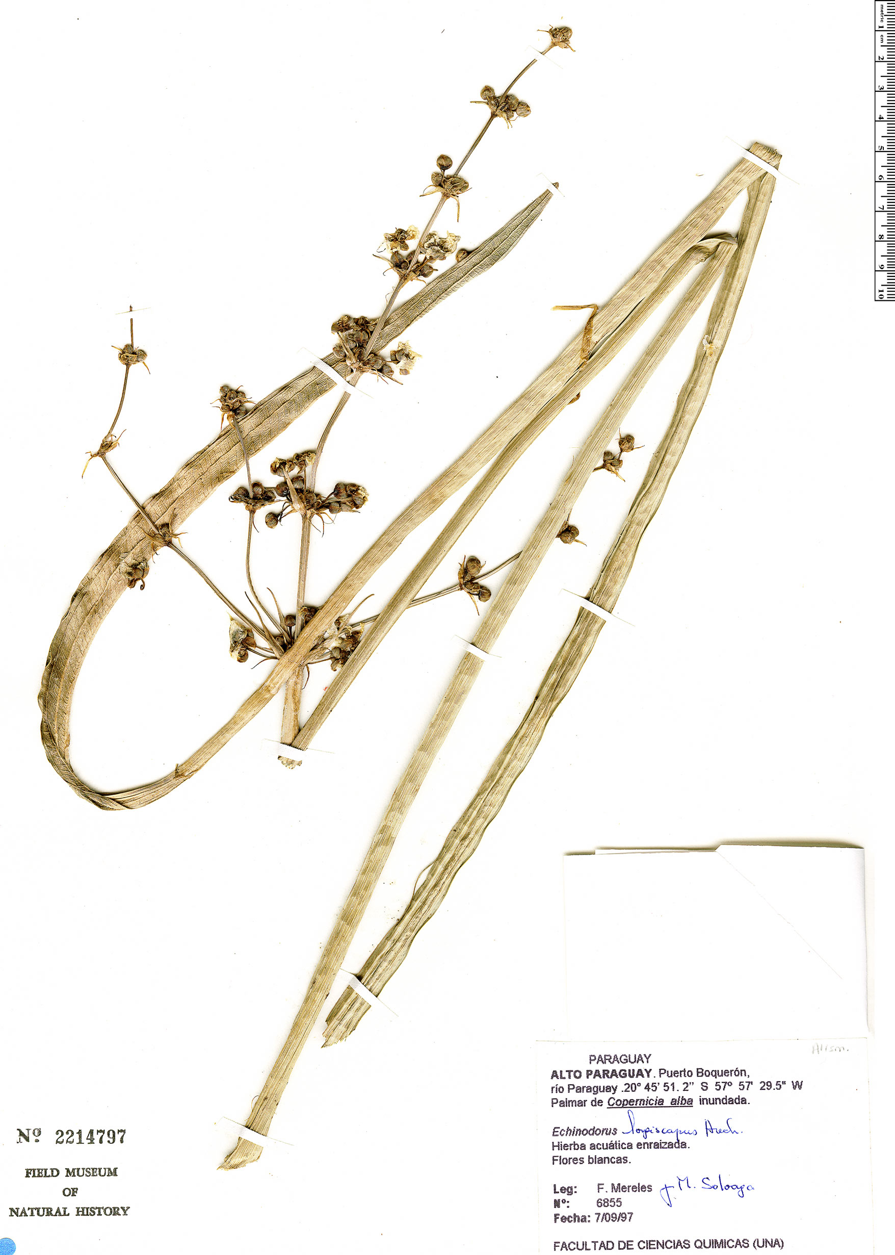 Echinodorus longiscapus image