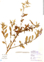 Ludwigia neograndiflora image