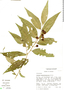 Solanum hypocalycosarcum image