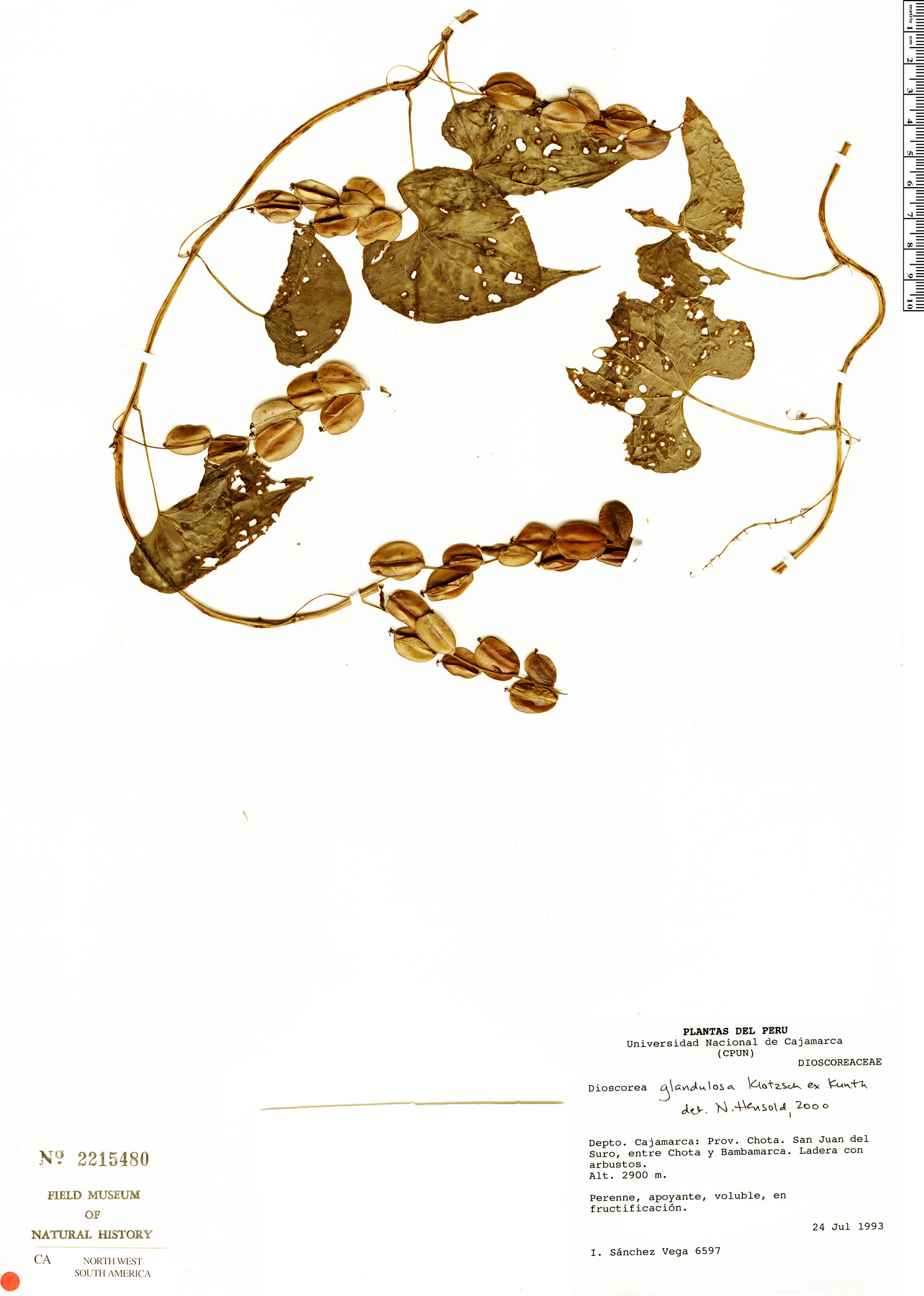 Dioscorea glandulosa image