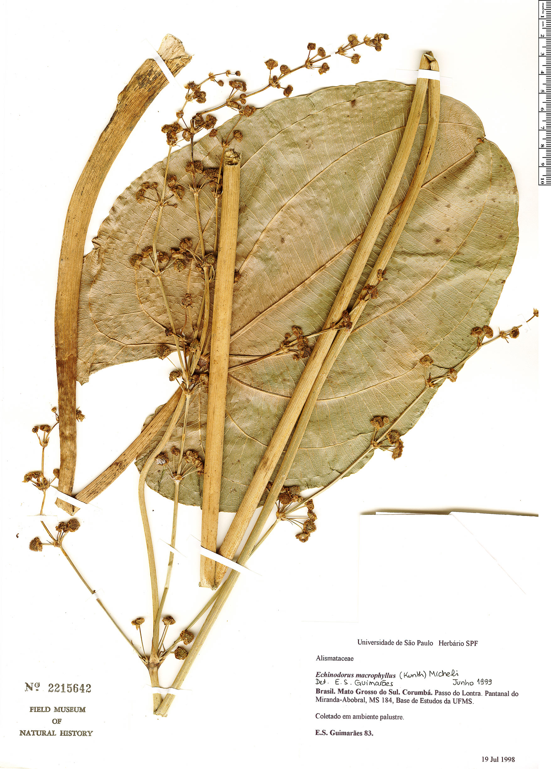 Echinodorus macrophyllus image