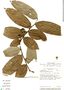 Guatteria pudica image