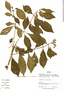 Hamelia rovirosae image