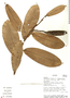Heteropsis flexuosa image