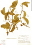 Passiflora haematostigma image