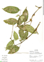Bunchosia cauliflora image