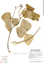 Pachyrhizus ferrugineus image