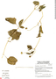 Melanthera nivea image