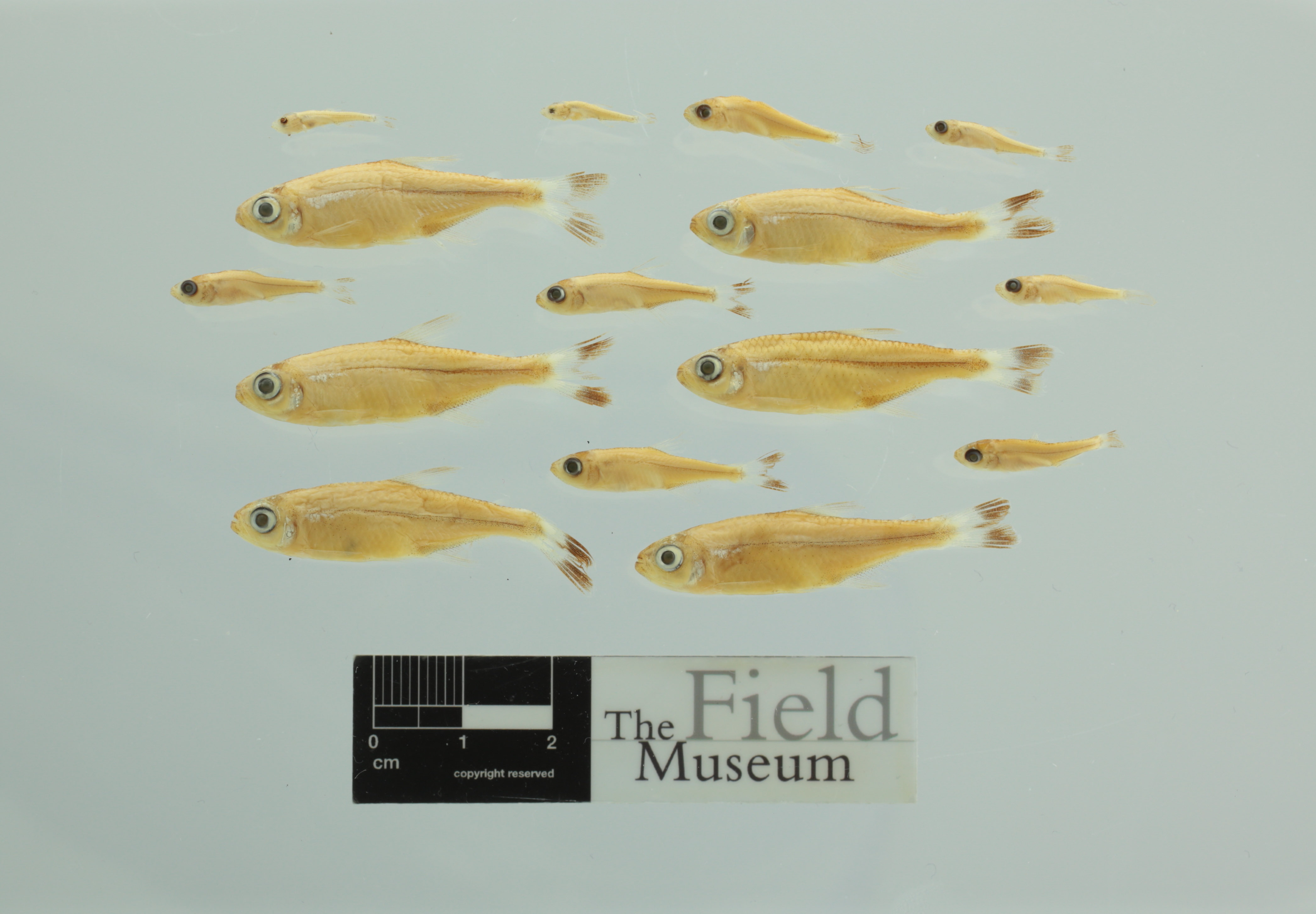 Hook tetra (Hyphessobrycon diancistrus) — Characidae