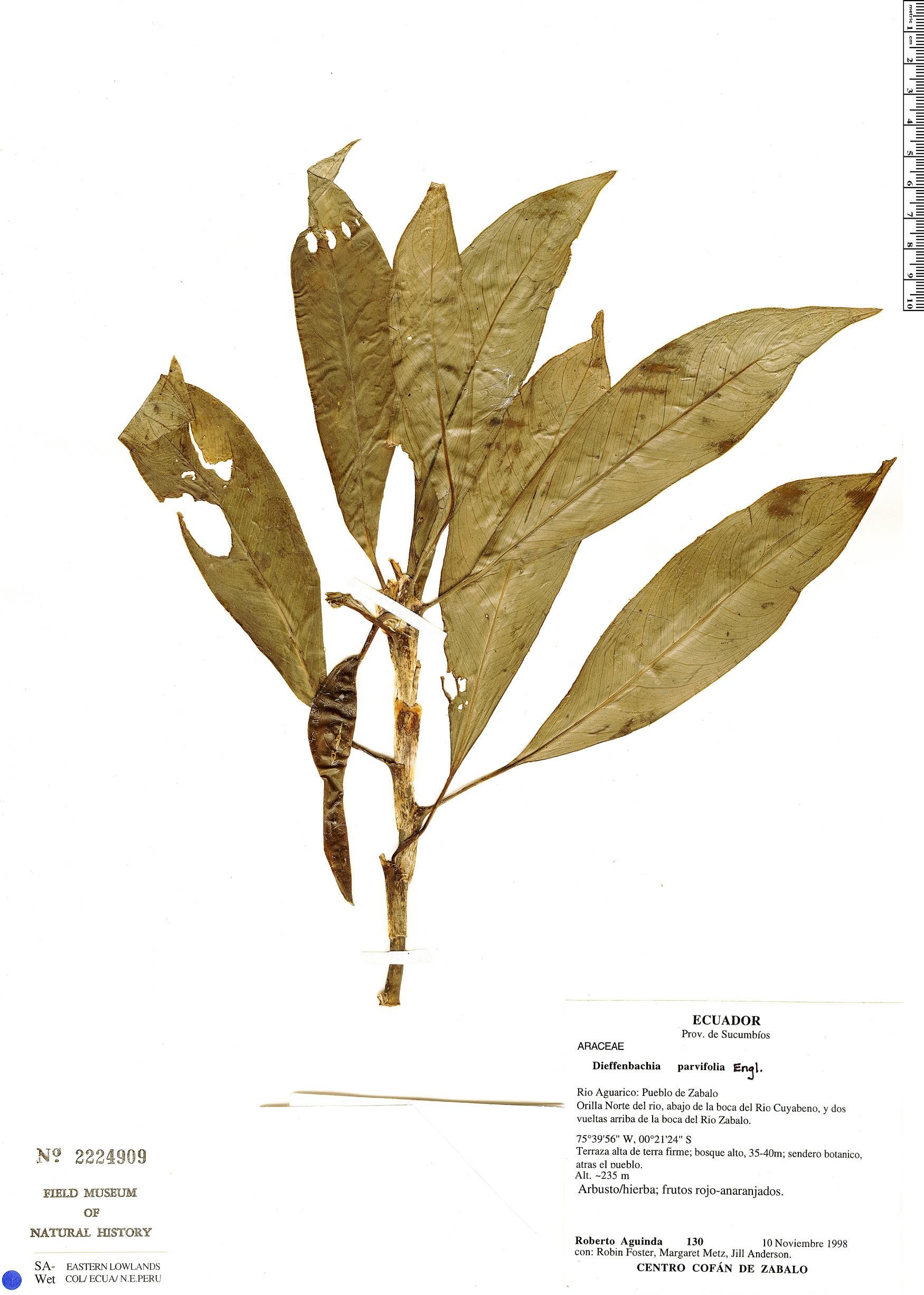 Dieffenbachia parvifolia image