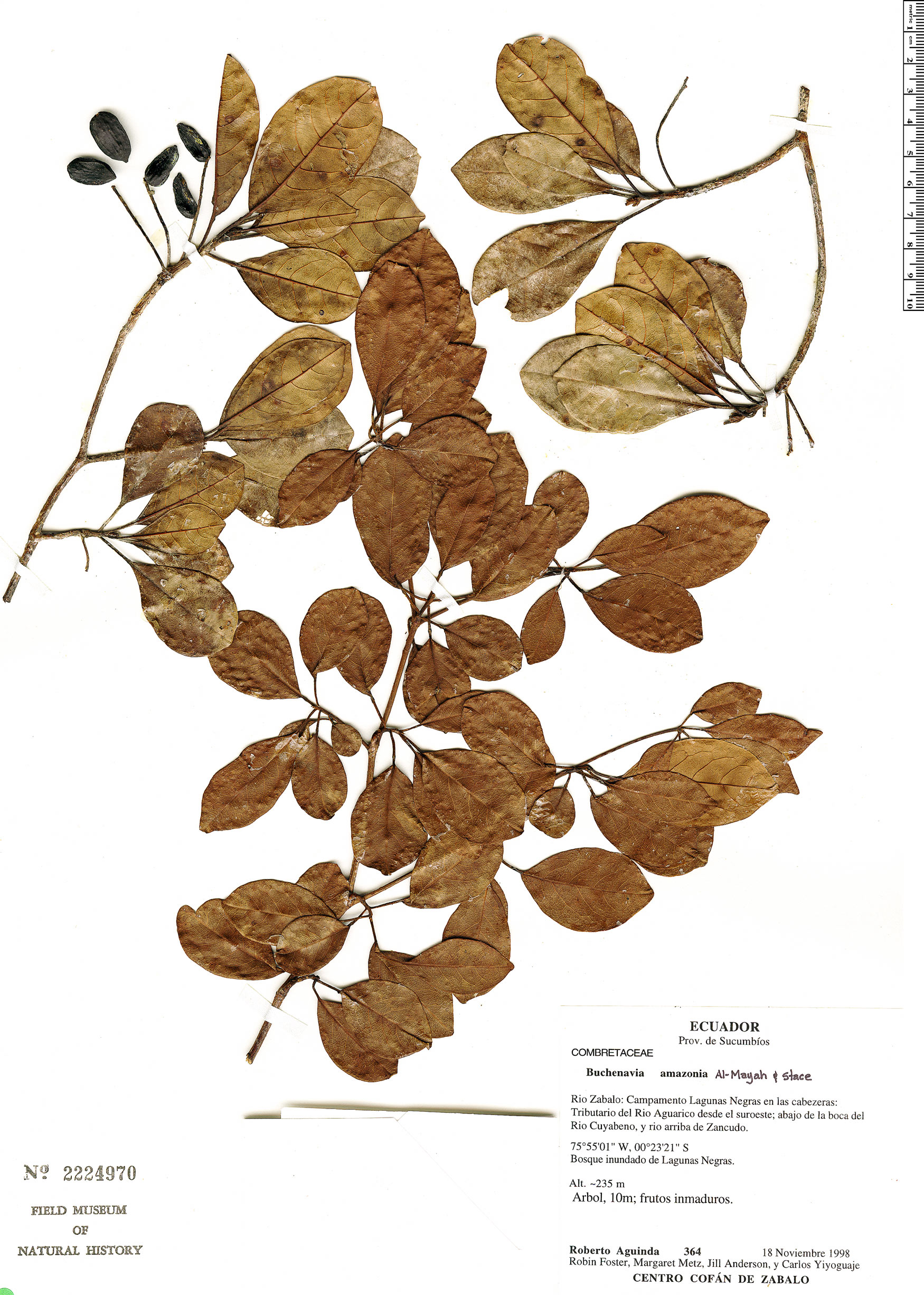 Buchenavia viridiflora image
