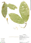 Matisia oblongifolia image