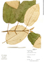 Miconia argentea image