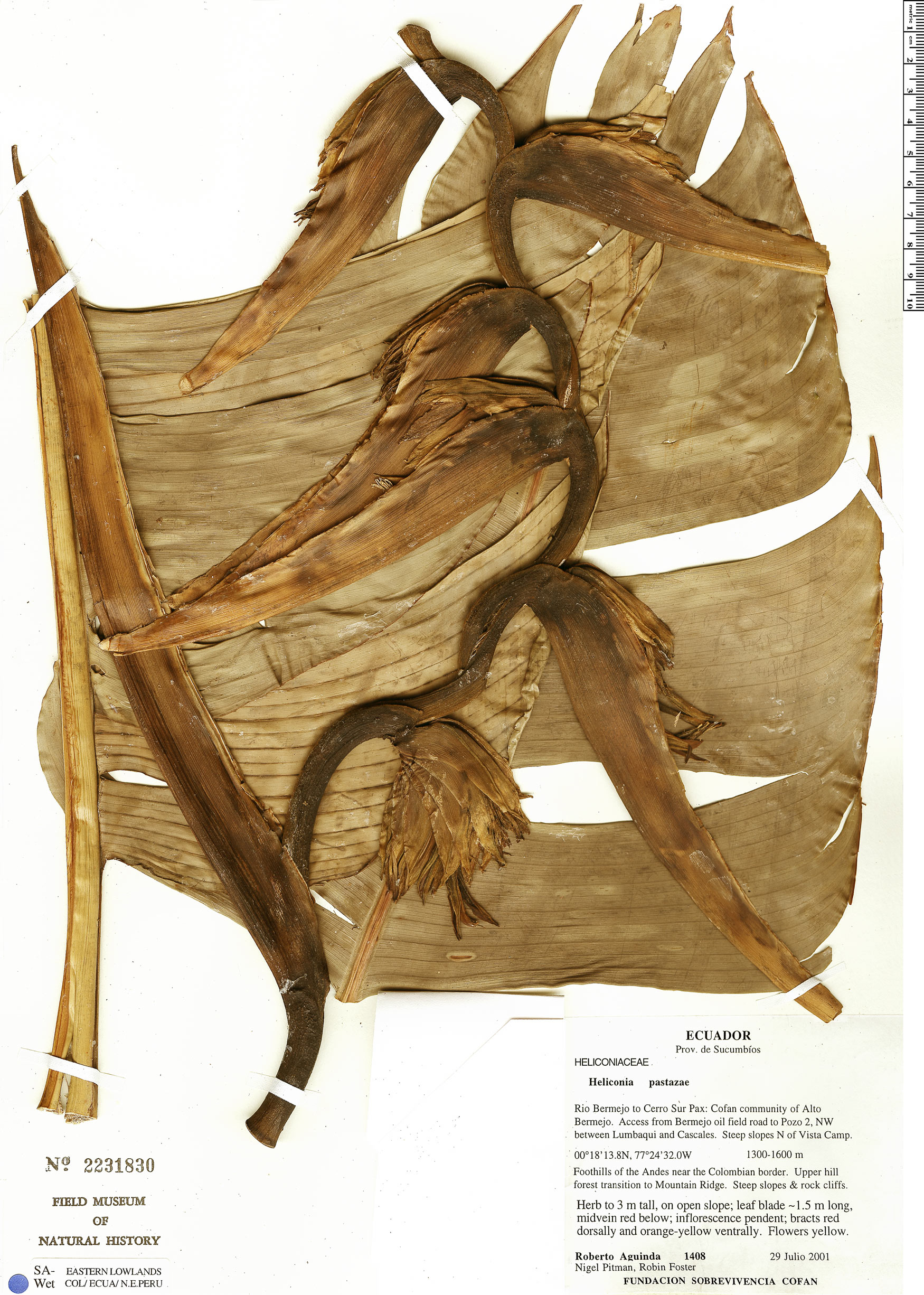 Heliconia pastazae image