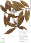 Palicourea angustifolia image