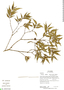 Faramea uniflora image