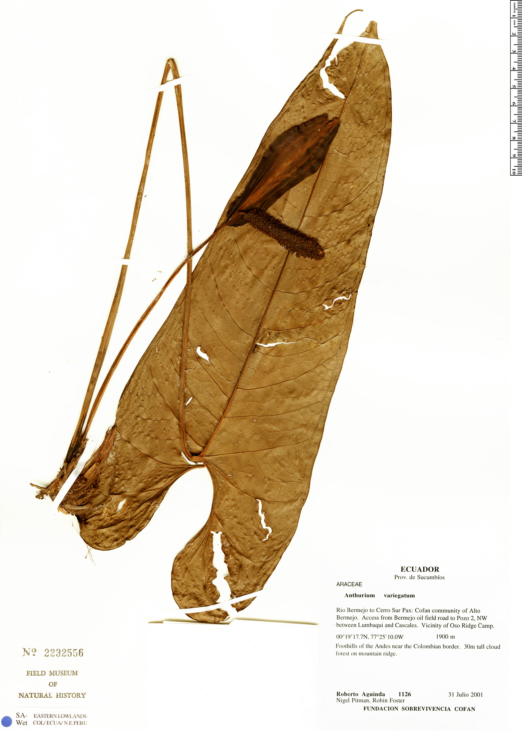 Anthurium variegatum image