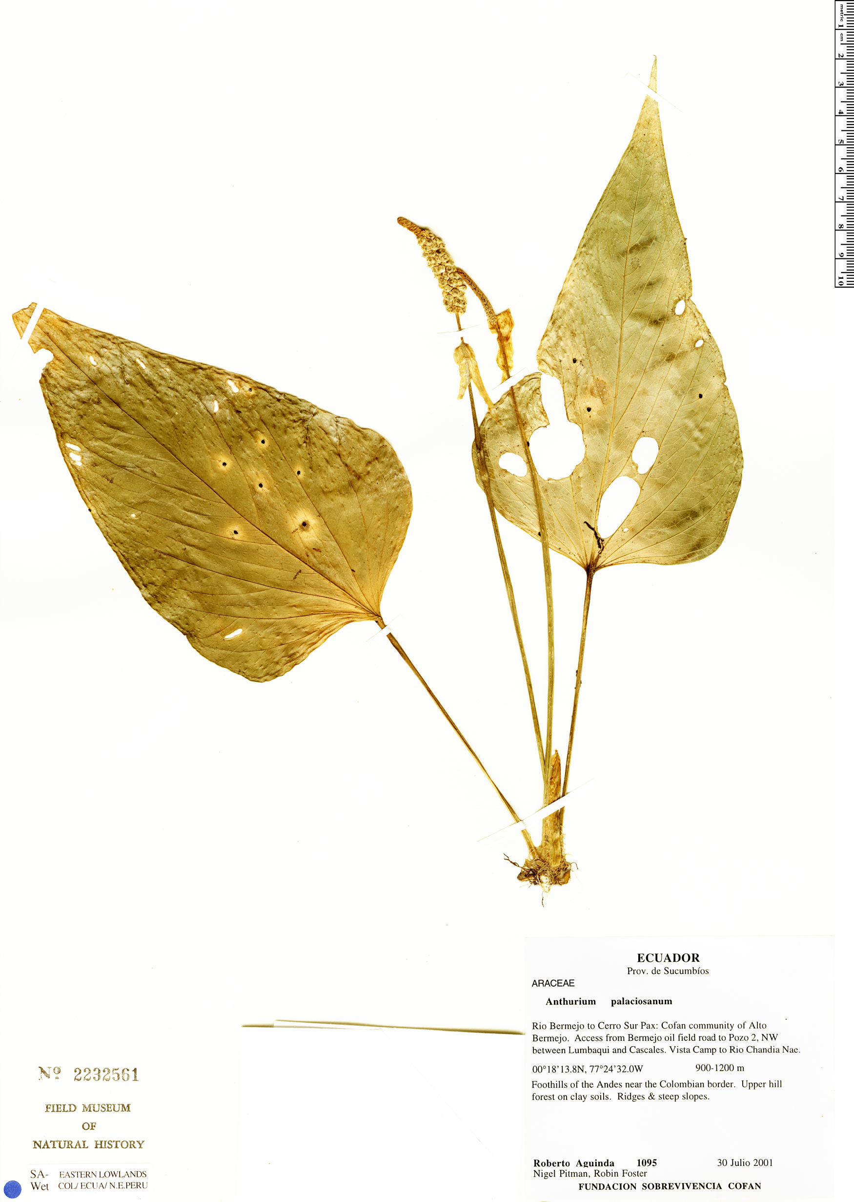 Anthurium palacioanum image