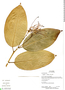 Preslianthus detonsus image