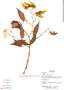 Begonia rossmanniae image