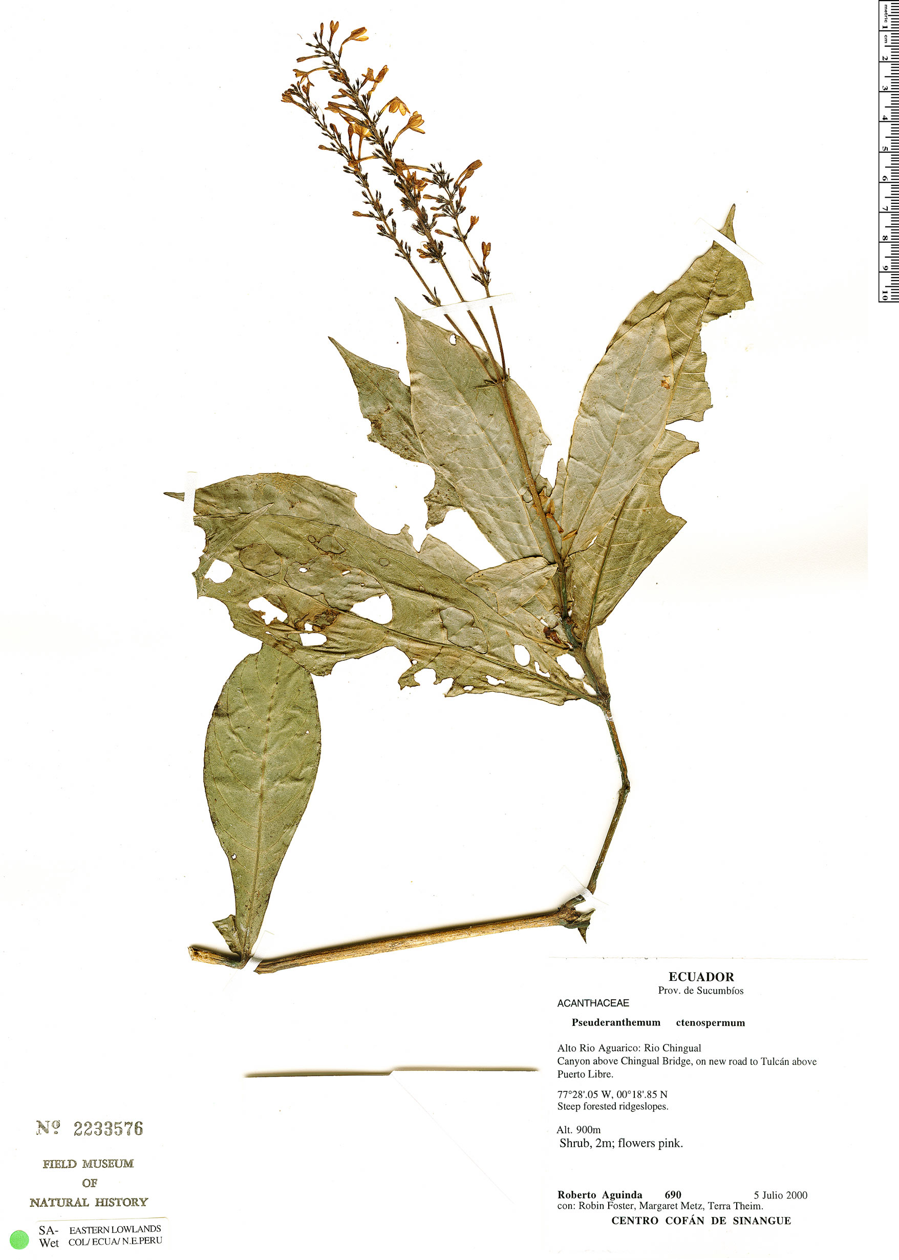 Pseuderanthemum subauriculatum image