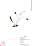 Utricularia asplundii image