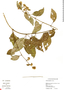Critonia bartlettii image