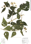 Montanoa atriplicifolia image