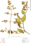 Mikania houstoniana image