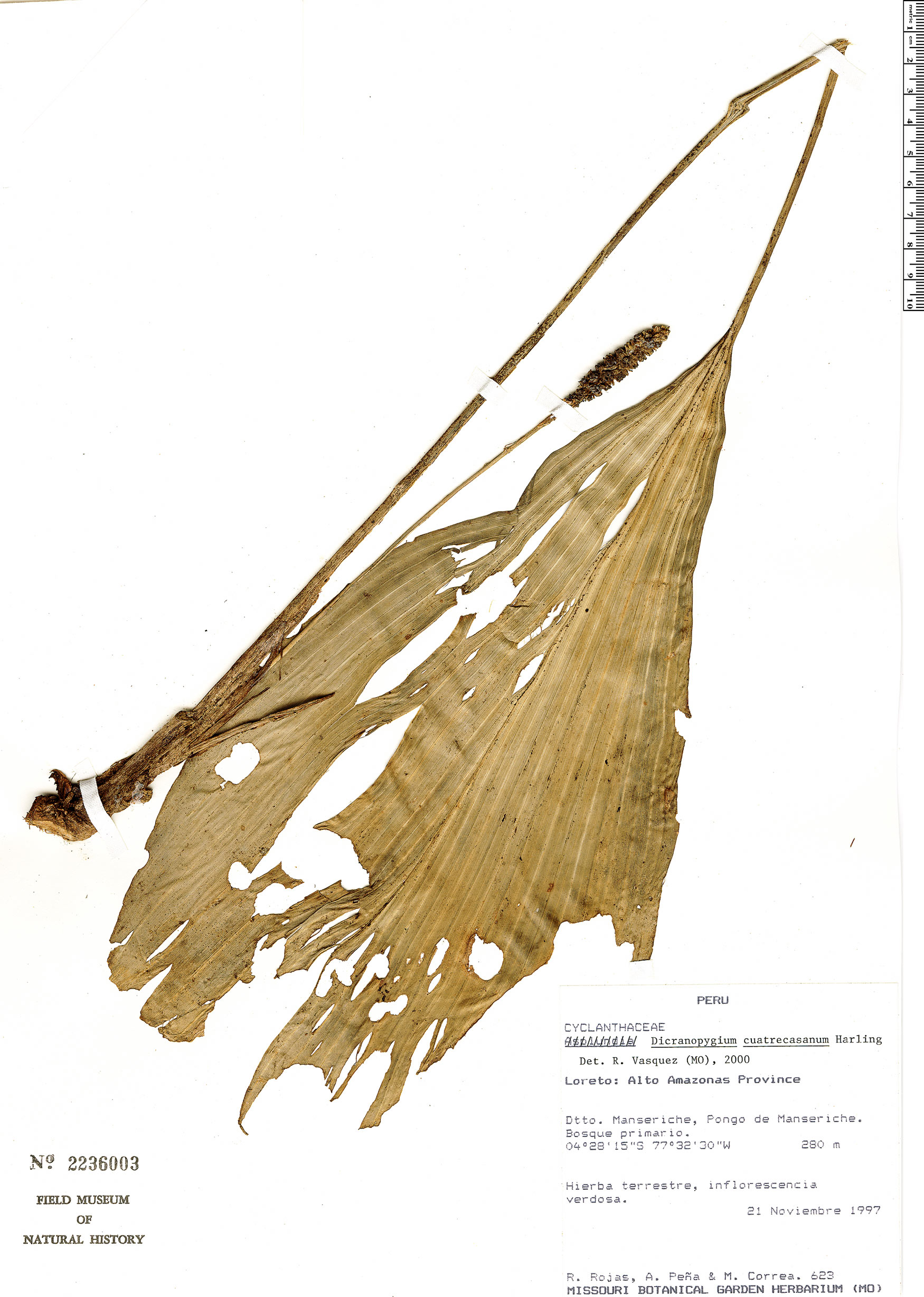 Dicranopygium cuatrecasanum image