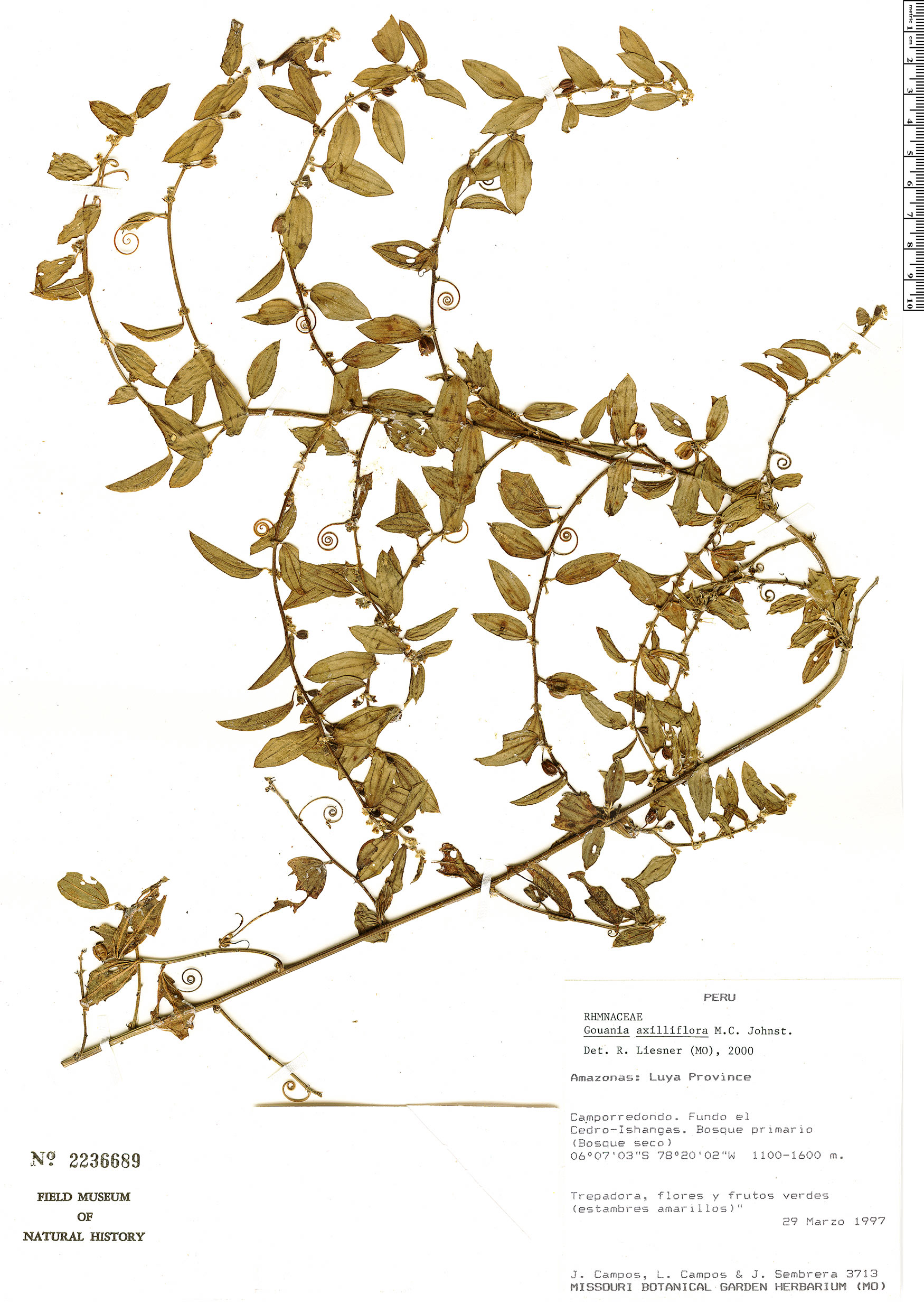 Johnstonalia axilliflora image