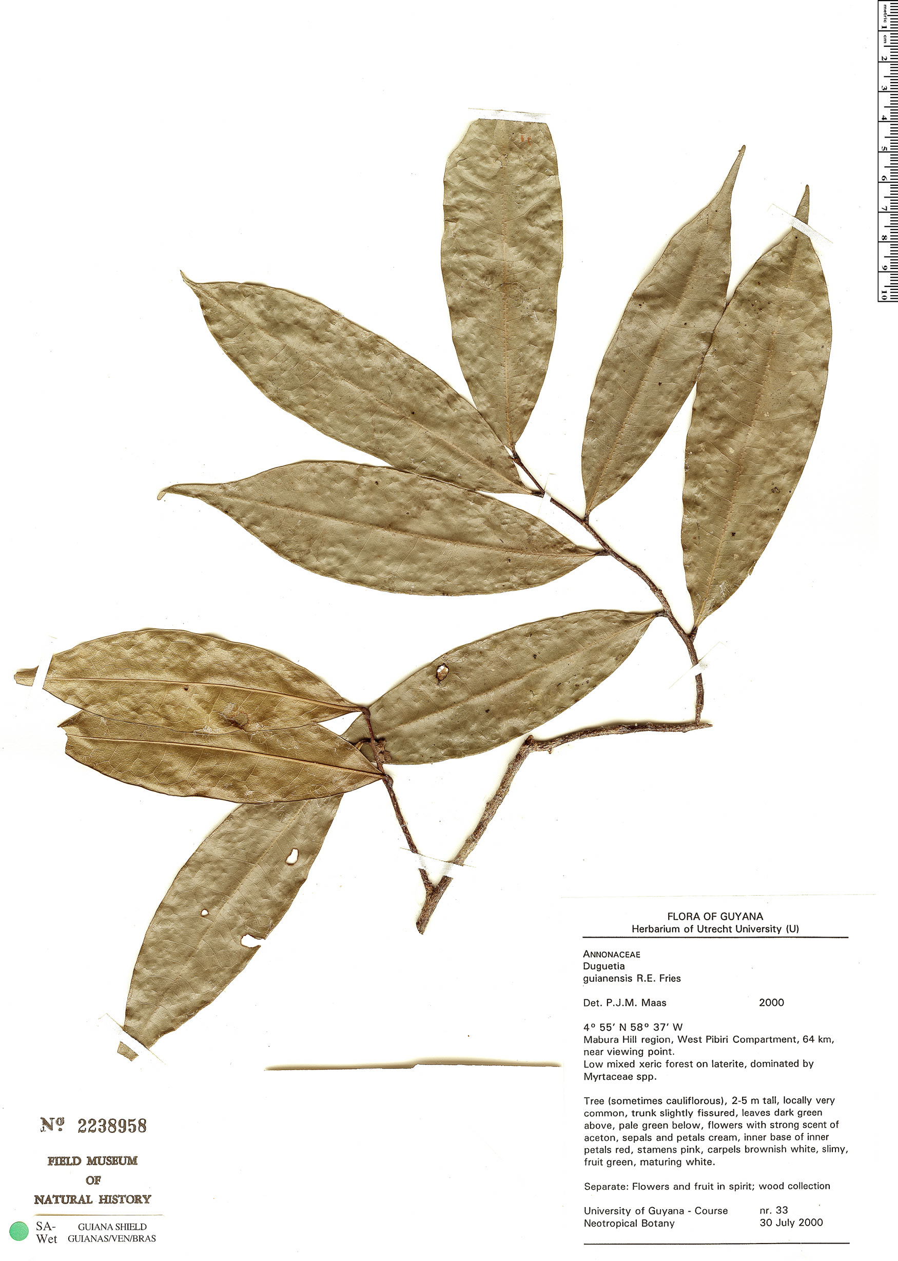Duguetia guianensis image