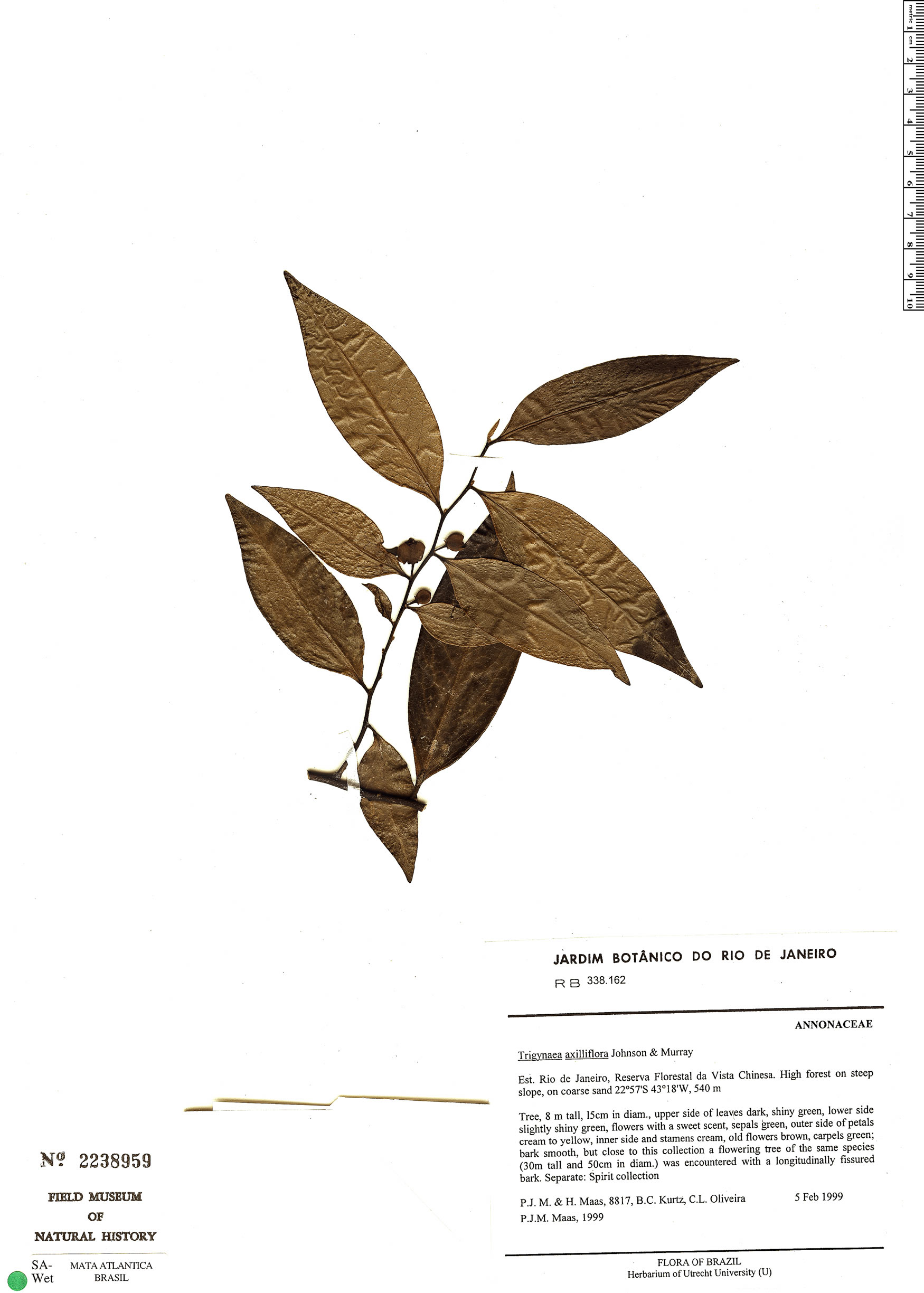 Trigynaea axilliflora image