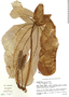 Cecropia pachystachya image