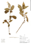 Scutellaria coccinea image