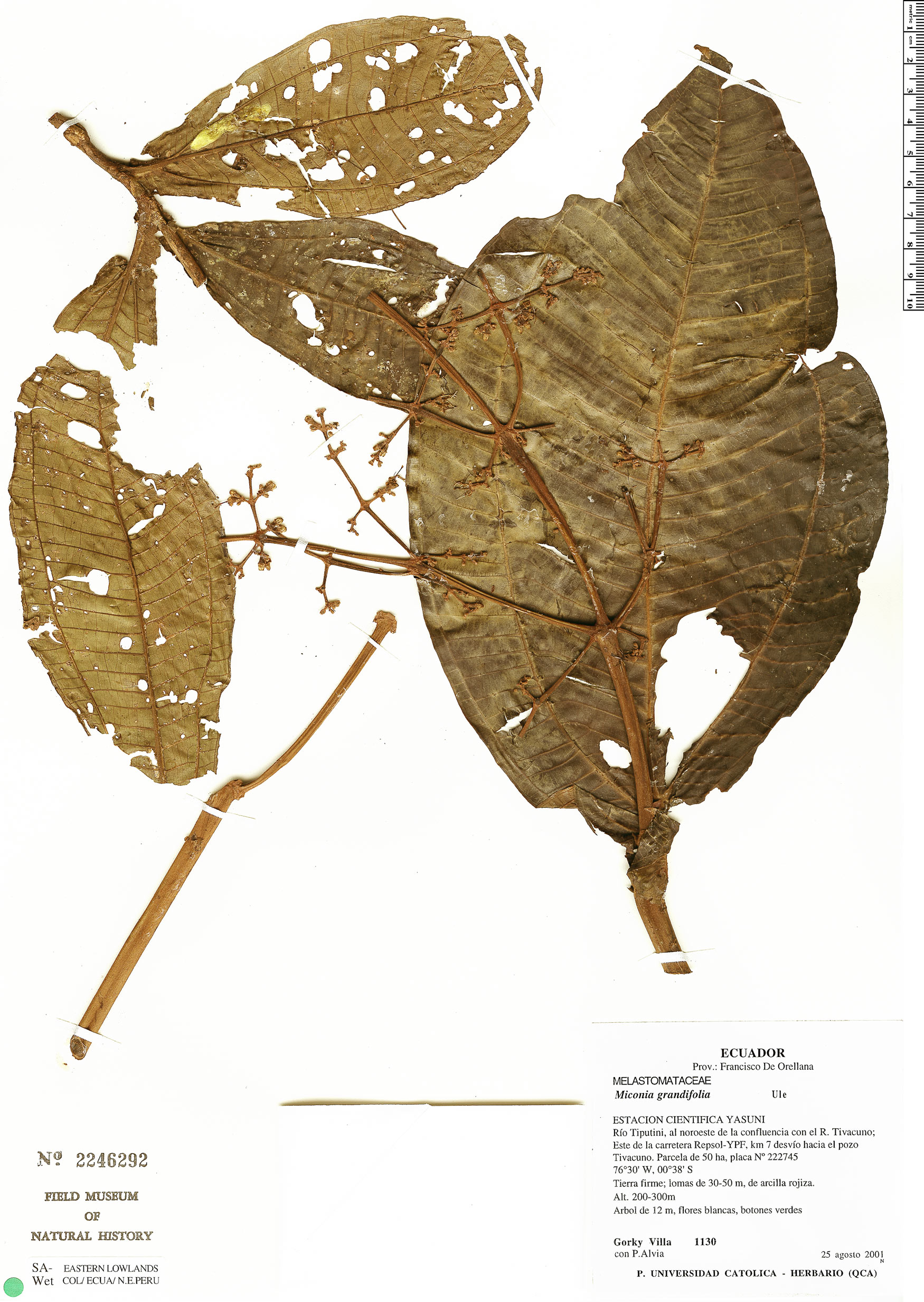 Miconia grandifoliata image