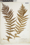 Dryopteris filix-mas subsp. filix-mas image
