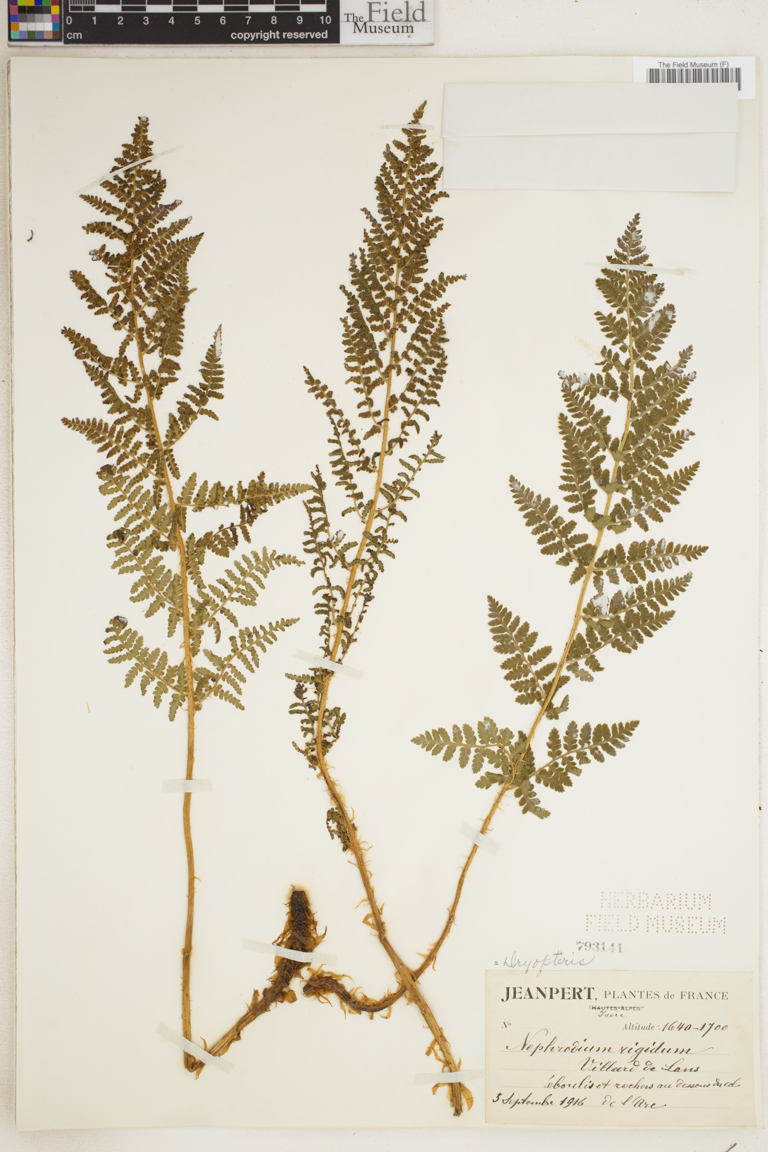 Dryopteris villarii image