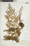 Dryopteris spinulosa image