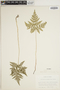 Cystopteris montana image