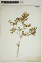 Croton linearis image