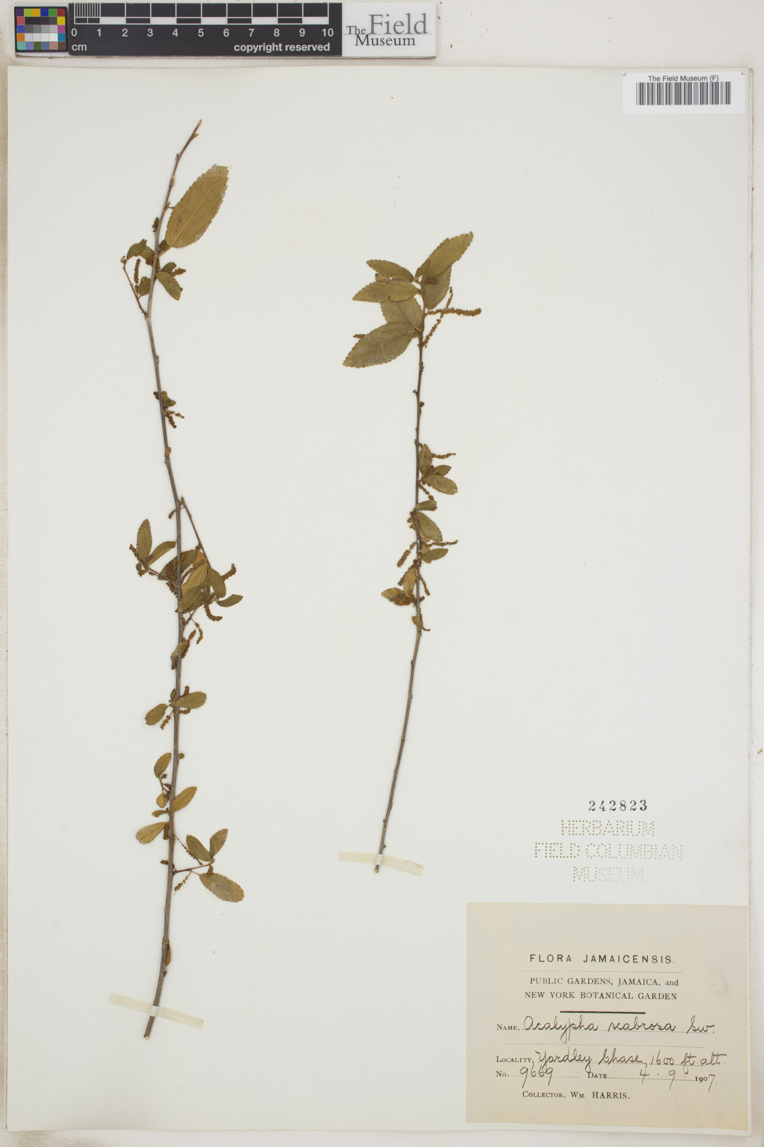 Acalypha scabrosa image